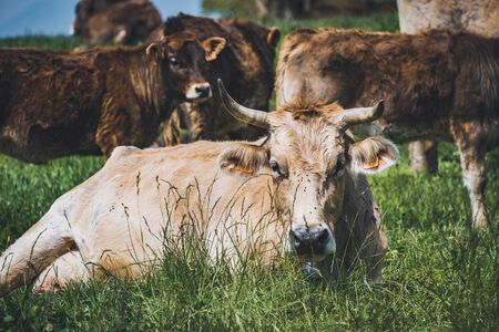 Close-up of a cow resting in the green grass near the herd in the field on a sunny dayの写真素材