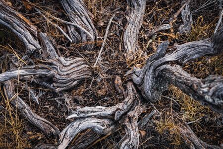 Top view of dry branches and cracked roots of Cistus albidus or Gray leaved cistus on grassy ground in forestの写真素材