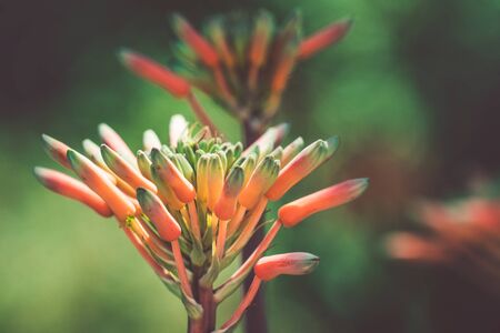 Buds of an orange Agave flower in a Botanical gardenの写真素材