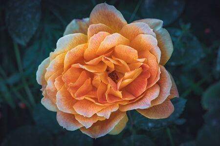 Close-up of a vivid Hybrid tea rose with apricot color petals blooming in a gardenの写真素材