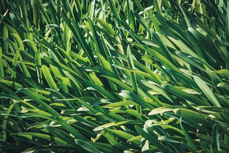 Green leaves of Agapanthus, commonly known as Lily of the Nile or African Lily, growing in a garden on a sunny dayの写真素材