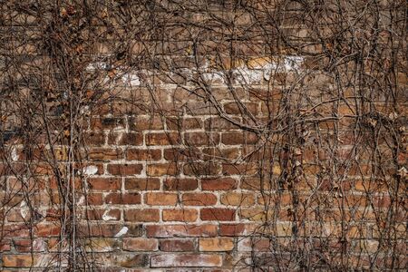Aged red brick wall of an old factory covered by dry ivy branchesの写真素材