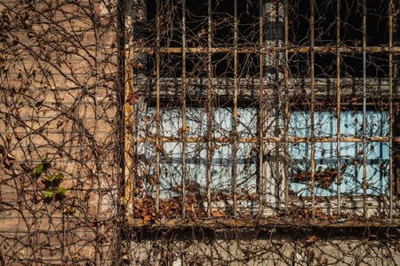 Aged latticed window of an old factory covered by dry ivy branchesの写真素材