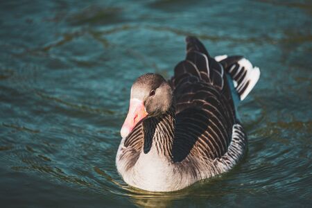 Close-up of a wild Goose swimming in a lake of an urban parkの写真素材