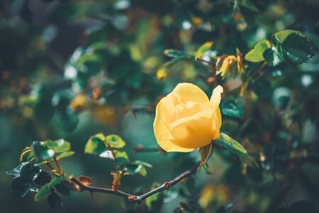 Delicate flower of a Bet Figueras rose bush at the afternoonの写真素材