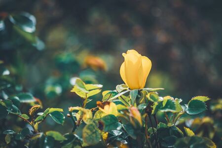 Delicate flower of a Bet Figueras rose bush at the afternoonの写真素材