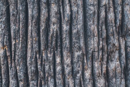 Bark texture of the wide trunk of a California fan palm treeの写真素材