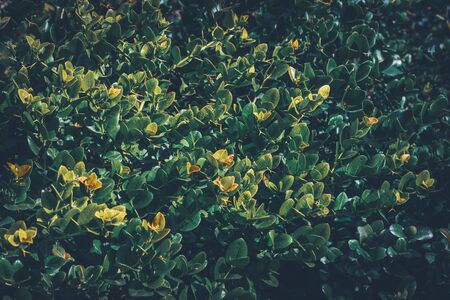 Background of an evergreen shrub with yellow and green leaves at the afternoon lightの写真素材