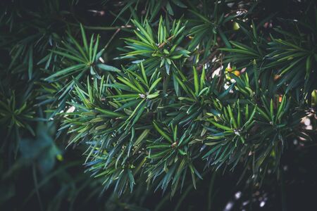 Greenish background of an evergreen shrub with thin leavesの写真素材