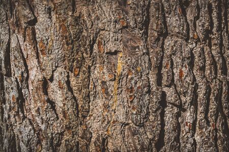 Detailed texture of a pine tree barkの写真素材