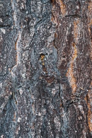 Detailed texture of a pine tree barkの写真素材