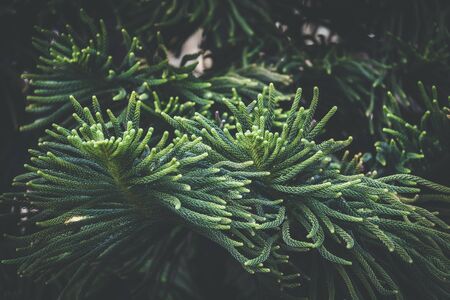 Leaves of Araucaria Heterophylla commonly known as Norfolk Island pine treeの写真素材