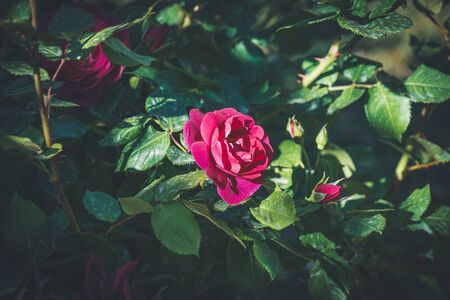 Intense pink rose and buds cultivated in the gardens of an urban parkの写真素材