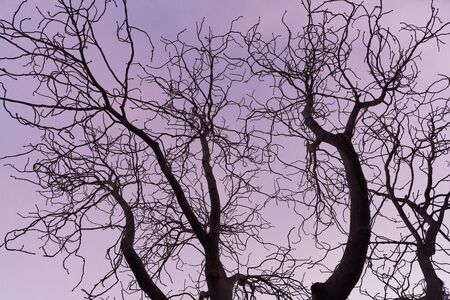 Dark branches against the sunset sky of an Aesculus hippocastanum tree commonly known as Horse chestnut or Conker treeの写真素材