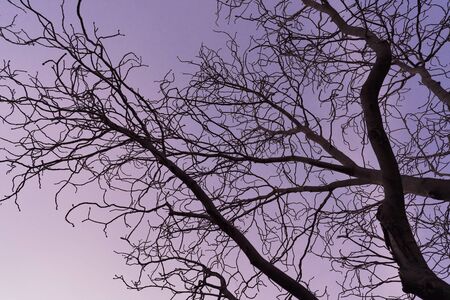 Dark branches against the sunset sky of an Aesculus hippocastanum tree commonly known as Horse chestnut or Conker treeの写真素材