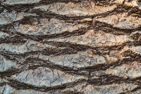 Bark texture of the wide trunk of a tropical palm treeの写真素材