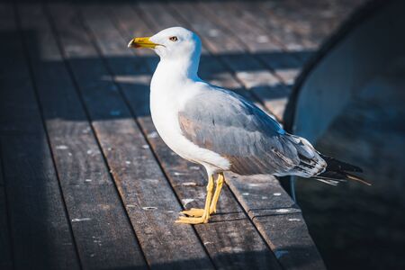 Yellow-legged gull basking in the sun on the wooden floor of the harborの写真素材