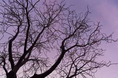 Dark branches against the sunset sky of an Aesculus hippocastanum tree commonly known as Horse chestnut or Conker treeの写真素材