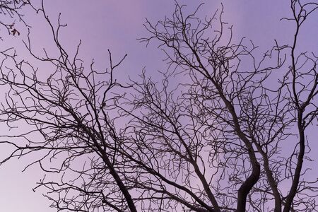 Dark branches against the sunset sky of an Aesculus hippocastanum tree commonly known as Horse chestnut or Conker treeの写真素材
