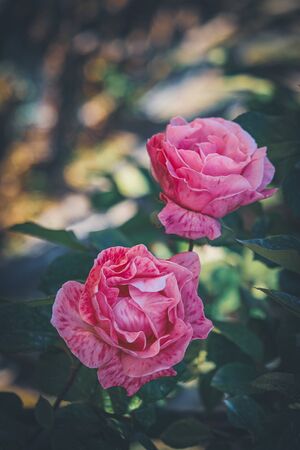 Delicate pink striped roses cultivated in the gardens of an urban parkの写真素材