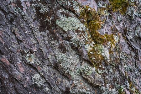 Detailed texture of a pine tree bark with lichensの写真素材