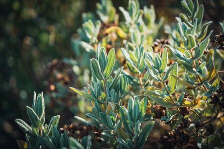 Fruits and evergreen leaves of Cistus albidus, also known as Rock Roseの写真素材