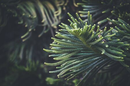 Leaves of Araucaria Heterophylla commonly known as Norfolk Island pine treeの写真素材
