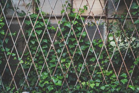 Green ivy plant climbing a window grille of an abandoned old factoryの写真素材