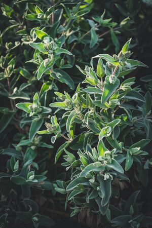 Evergreen leaves of Cistus albidus, also known as Rock Roseの写真素材