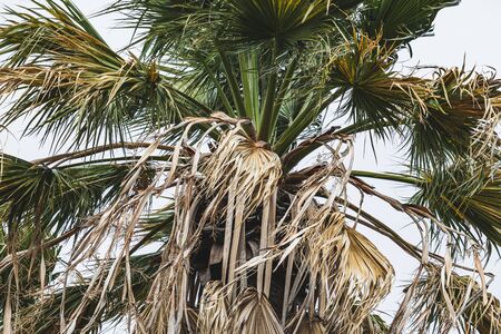 Top of a Washingtonia filifera palm, commonly known as California fan palmの写真素材