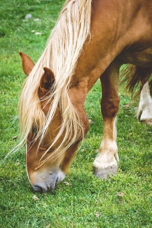 Free horse of the Pyrenees eating in a grasslandの写真素材