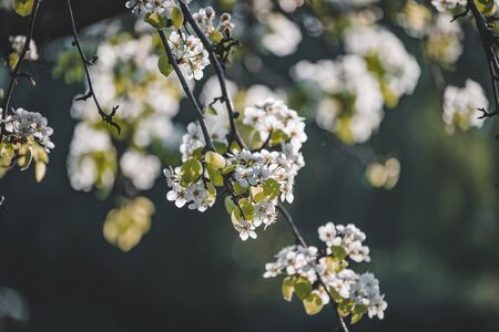 Branch full of white flowers of a Pear tree in bloomの写真素材