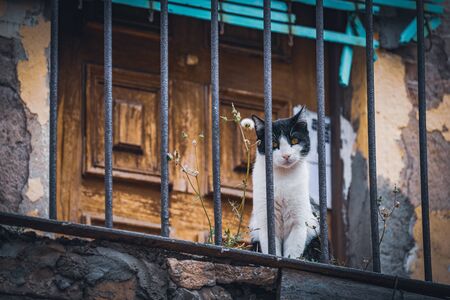 Street cat on an old balcony looking curious at the cameraの写真素材