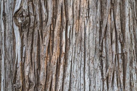 Texture of a bark of Cryptomeria Japonica tree commonly known as Japanese Cedar or Japanese Sugi Pineの写真素材