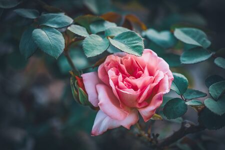 Close-up of a delicate hybrid tea rose with intense pink color petals blooming in a gardenの写真素材