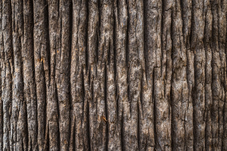 Bark texture of the wide trunk of a California fan palm treeの写真素材