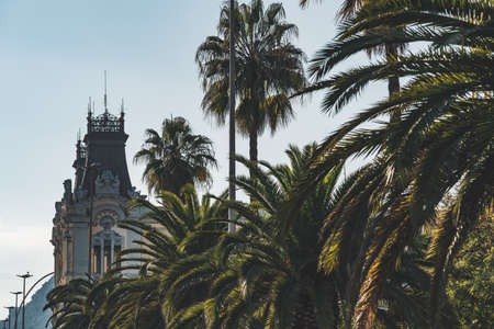 Different species of palm trees in an urban avenueの写真素材