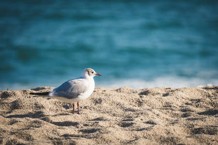 Small mediterranean gull taking a rest on the beach sandの写真素材