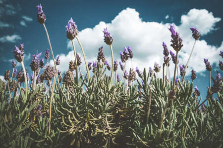 Purple flowers of a lavender shrub in bloomの写真素材