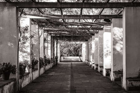 Symmetrical view of the passageway of a romantic style garden covered by an old pergola in black and whiteの写真素材