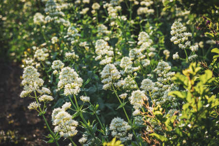 Background of white flower bushes in a gardenの写真素材