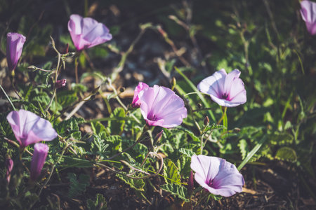 Funnel-shaped pink flowers of Convolvulus althaeoides commonly known as Mallow bindweedの写真素材