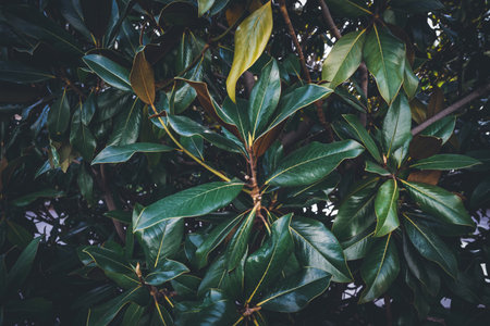Green leaves and branches of a Magnolia treeの写真素材