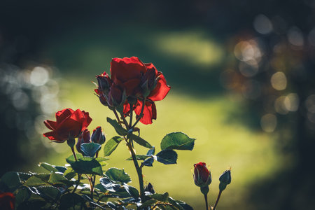 Cultivated red roses in bloom with small budsの写真素材