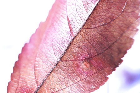 Red Leaf close upの写真素材