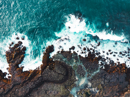 Top down view of Atlantic puffins nesting in Iceland