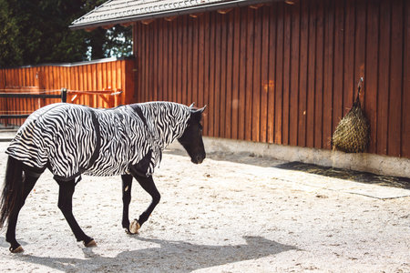 Horse wearing a coat with zebra print on it, because of his skin rashの写真素材