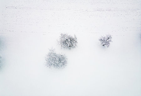 Top down view three lonely trees covered in a blanket of snowの写真素材