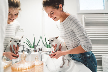 Woman cleaning her small white chihuahua in the bathroom sink, little dog enjoying the waterの写真素材