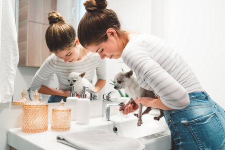 Woman washing chihuahus paws in the bathroom sink after a walk outsideの写真素材